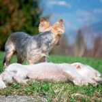 dos perros tras aparearse