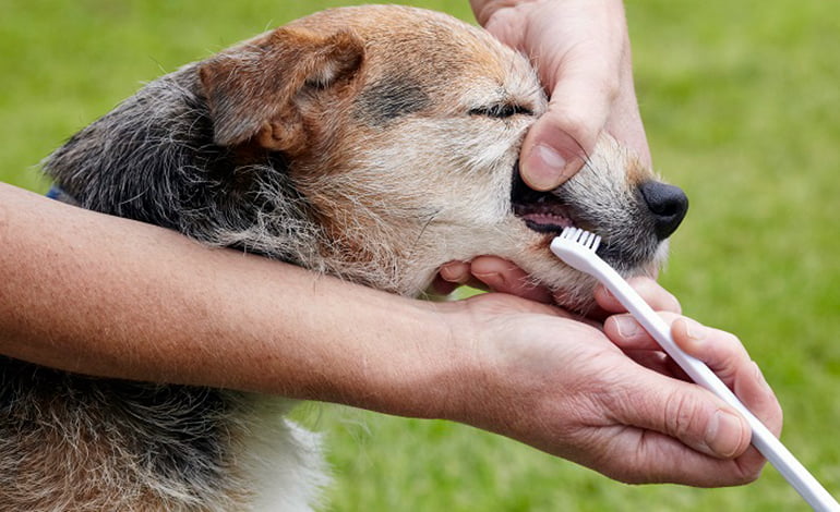Recette de dentifrice maison pour chiens