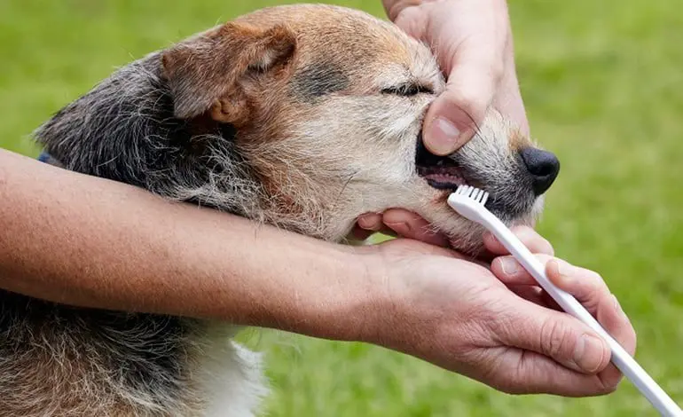 lavando-los-dientes-a-un-perro-con-pasta-y-cepillo