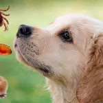 parasitos y perro antipulgas