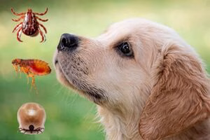 parasitos y perro antipulgas