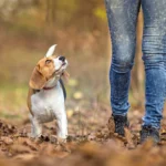 pasear a un perro sin correa