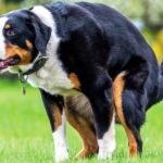 perro adulto estrenido