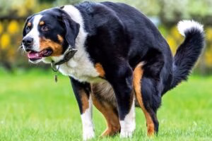 perro adulto estrenido