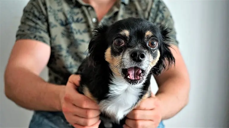 perro alterado