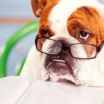 perro aprendiendo