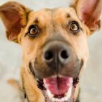 perro atento a su humano