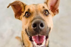 perro atento a su humano