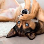 perro bocaarriba en el pasillo