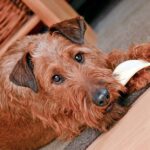 perro comiendo