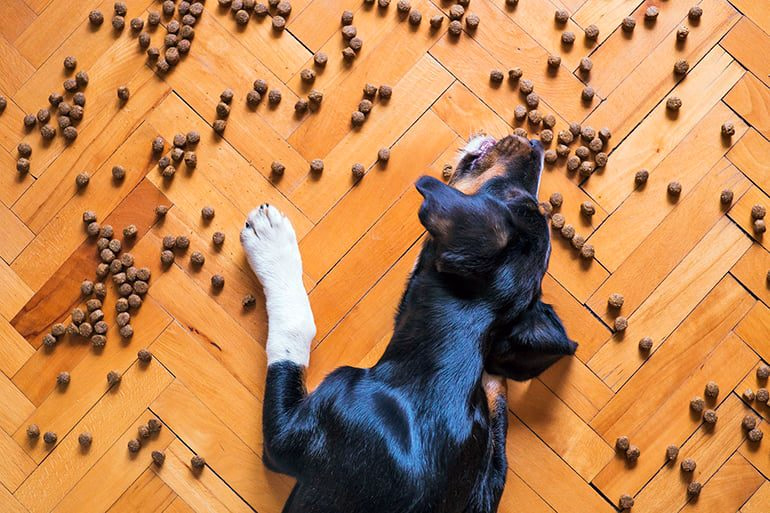 Perro comiendo croquetas de pienso