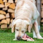 perro comiendo pollo crudo