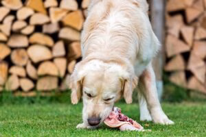 perro comiendo pollo crudo