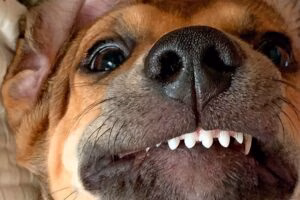 perro con Maloclusion