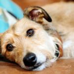 perro con colitis que esta decaido