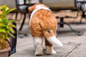 perro con la cola hacia abajo