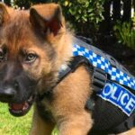 perro con uniforme de policia