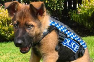 perro con uniforme de policia