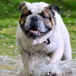 perro corriendo en un lago con cianobacterias