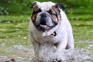 perro corriendo en un lago con cianobacterias