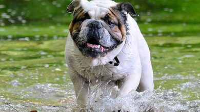 perro corriendo en un lago con cianobacterias