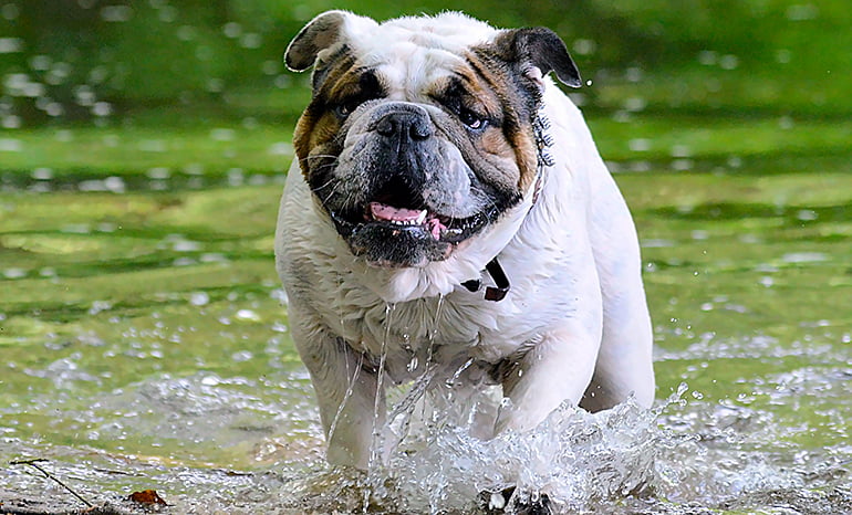 perro corriendo en un lago con cianobacterias