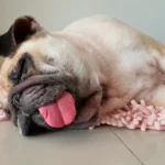 perro dormido con la lengua fuera