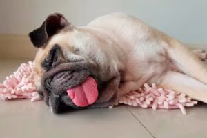 perro dormido con la lengua fuera