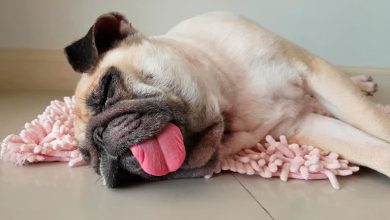 perro dormido con la lengua fuera