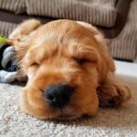perro dormido sobre la moqueta
