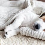 perro duermiendo y temblando