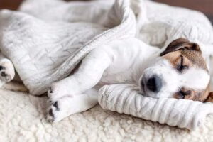 perro duermiendo y temblando