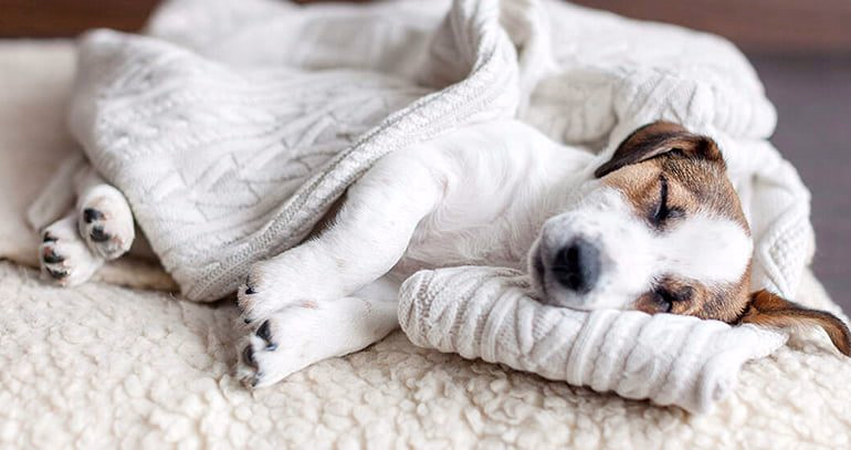 perro duermiendo y temblando