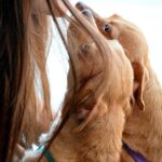 perro emocionado por llegar a casa