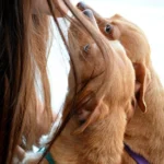 perro emocionado por llegar a casa