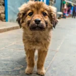 perro en la ciudad