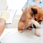 perro en veterinario para castracion