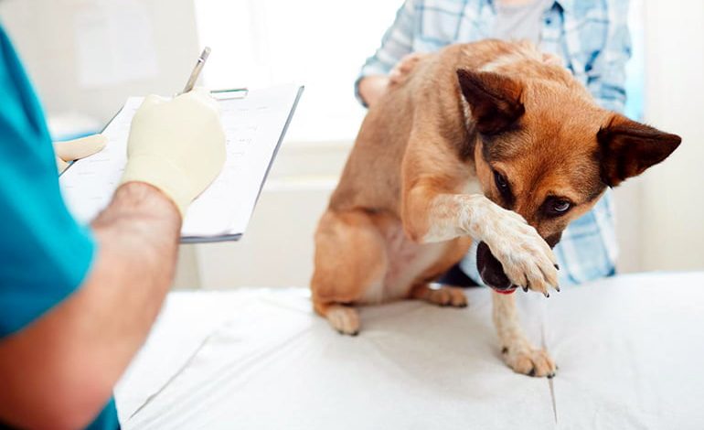 perro en veterinario para castracion