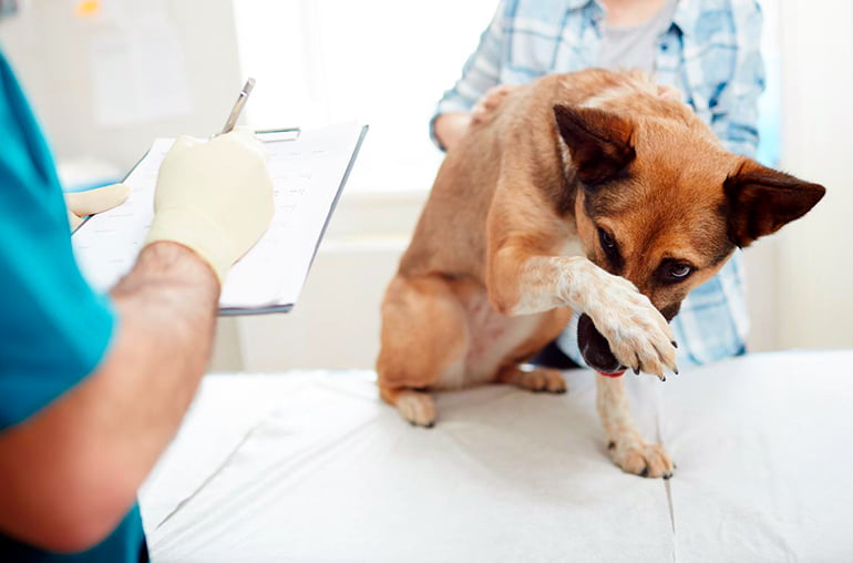 Gemidos Falsedad Lada Castración en perros - Efectos en su salud y beneficios