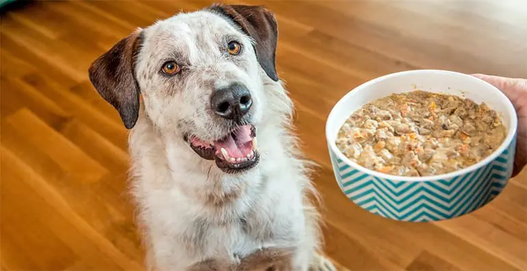 perro-esperando-su-comida