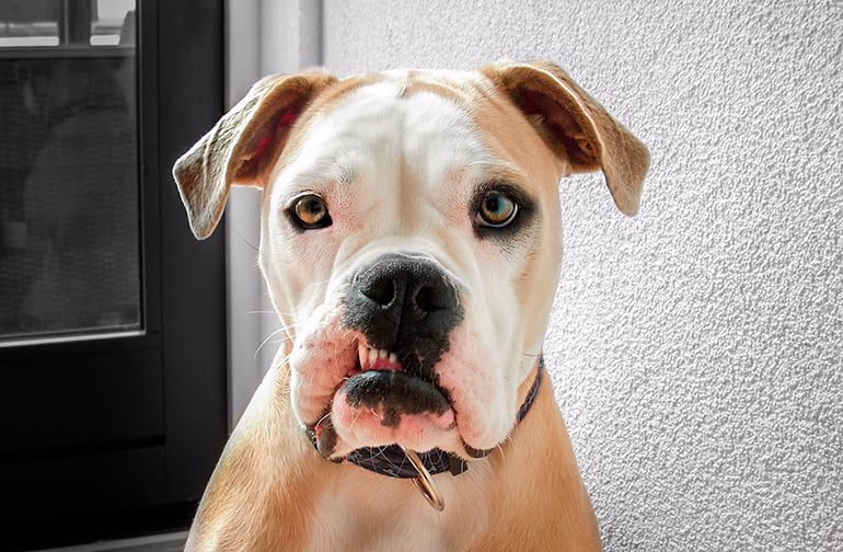 perro-guapo-observando