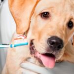 perro junto a cepillo de dientes con pasta