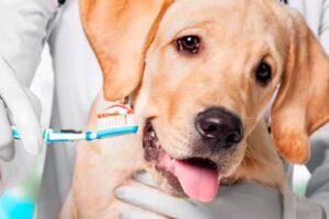 perro junto a cepillo de dientes con pasta