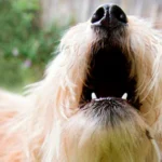 perro ladrando