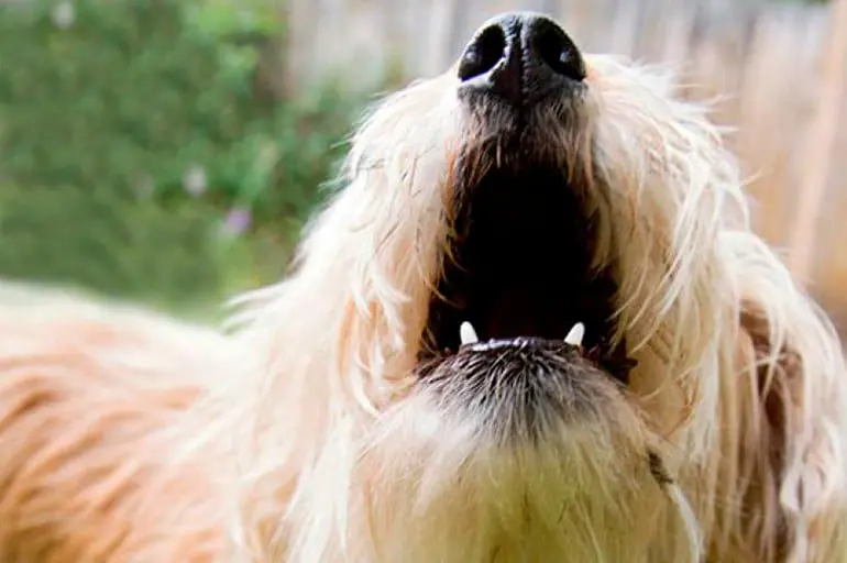 perro ladrando