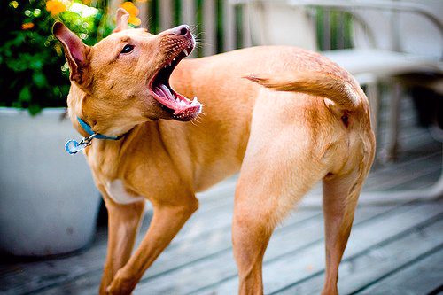 perro-mordiendo-su-cola