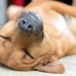 perro muy cansado