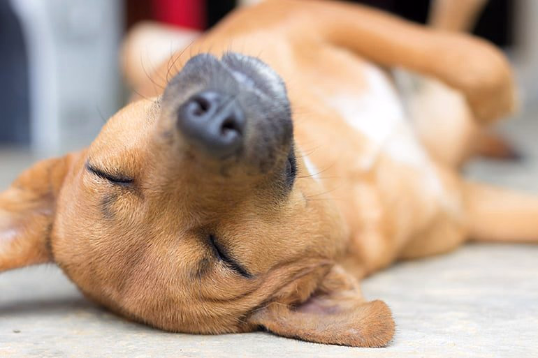 perro muy cansado