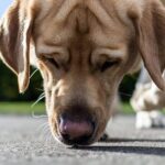 perro olfateando feromonas