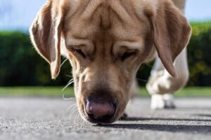 perro olfateando feromonas